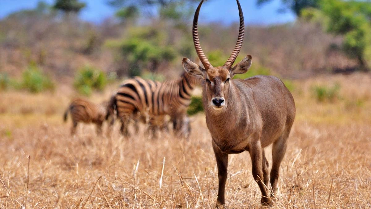 Best Northern Kenya Safari Routes from Nairobi: Samburu, Ol Pejeta and Meru