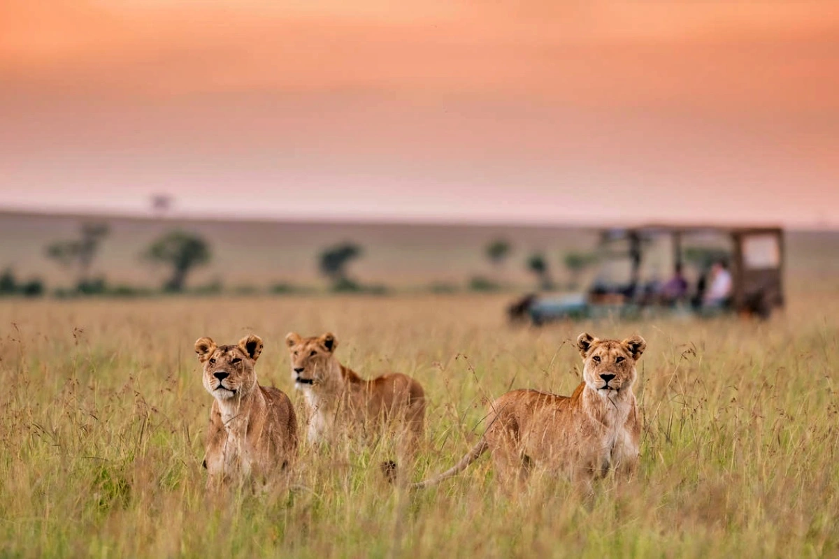 Masai
