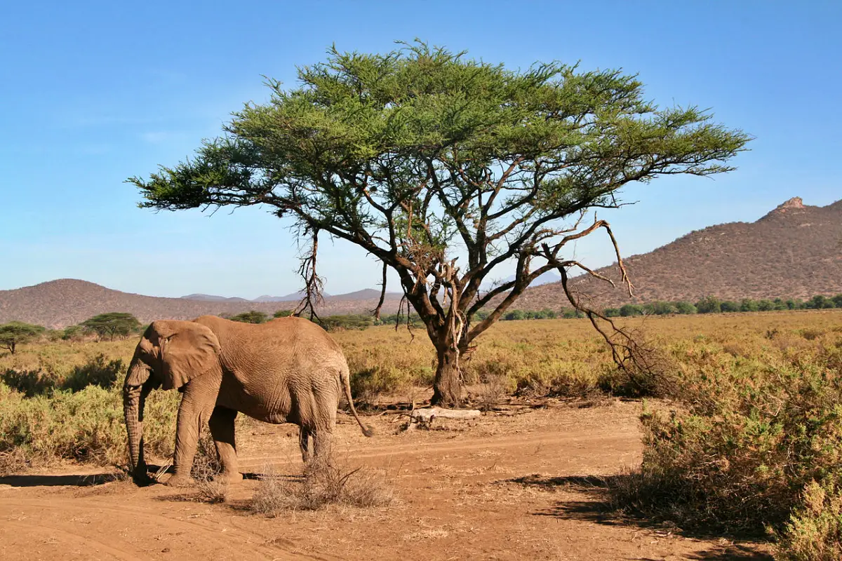 Samburu vs Ol Pejeta: Which Northern Kenya Safari Is Right for You?