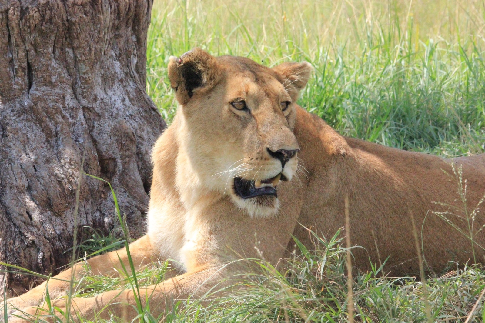 Nairobi National Park Half Day Tour