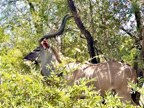 Male Kudu