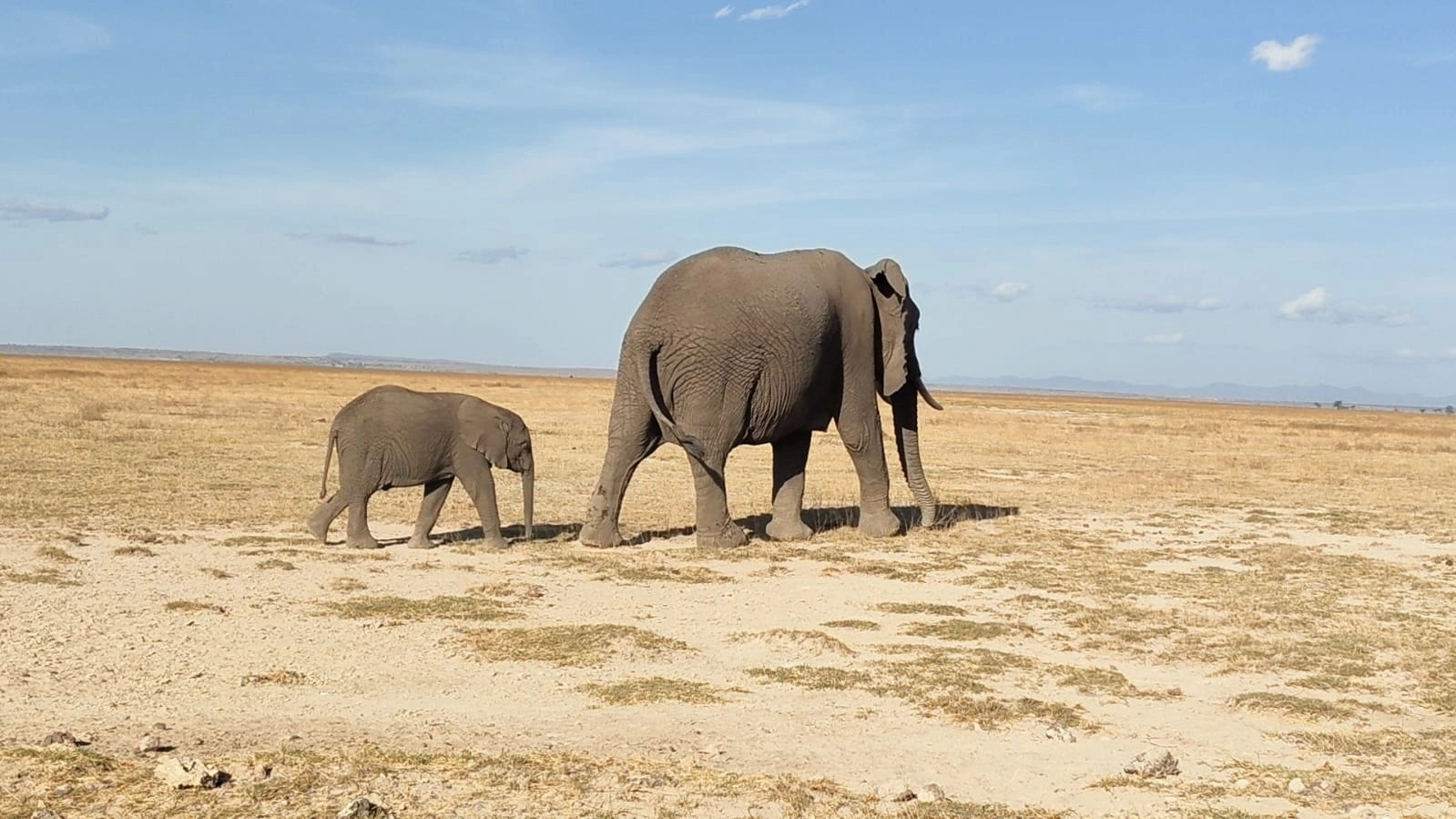 Wildlife sightings at Amboseli National Park WhatsApp Image 2026 10 01 at 16.59.06