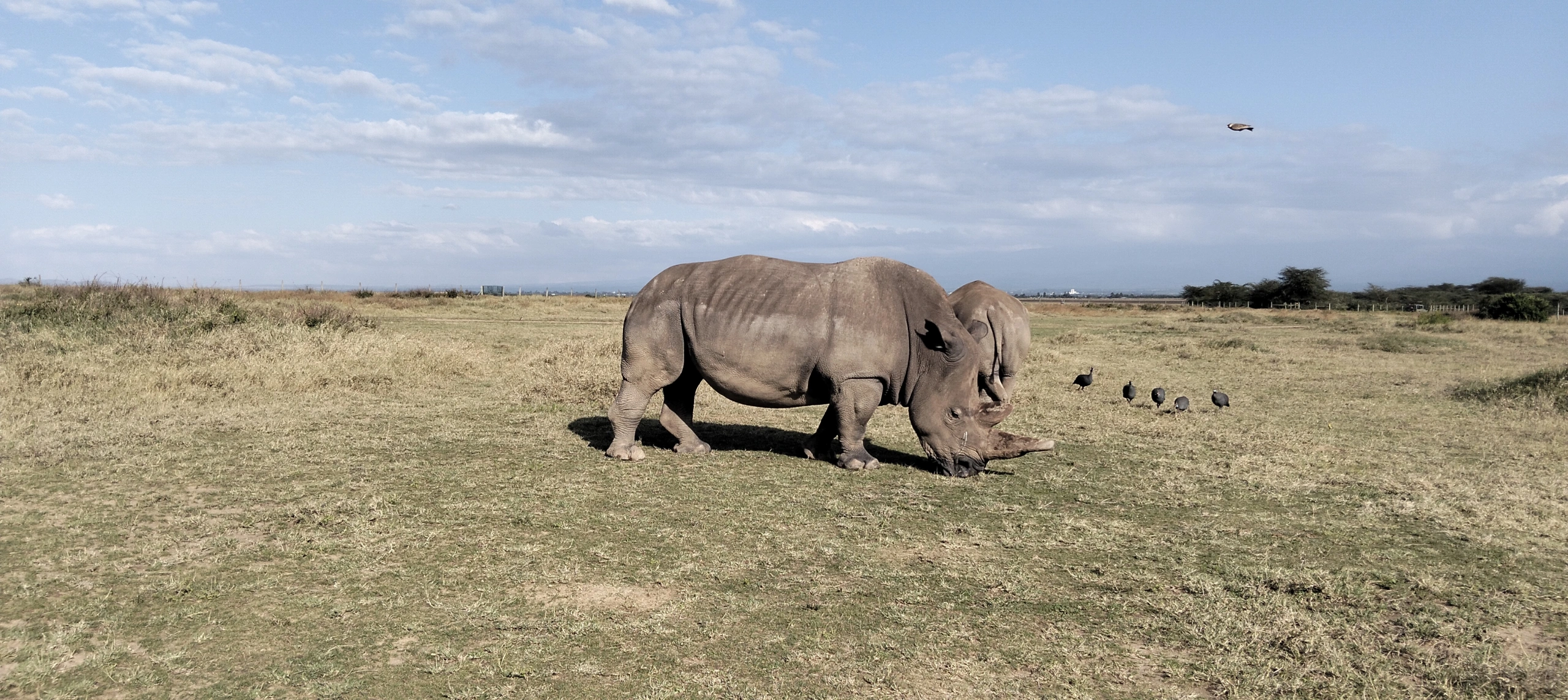 Wildlife sighting at the olpejeta conservancy IMG20250131164605