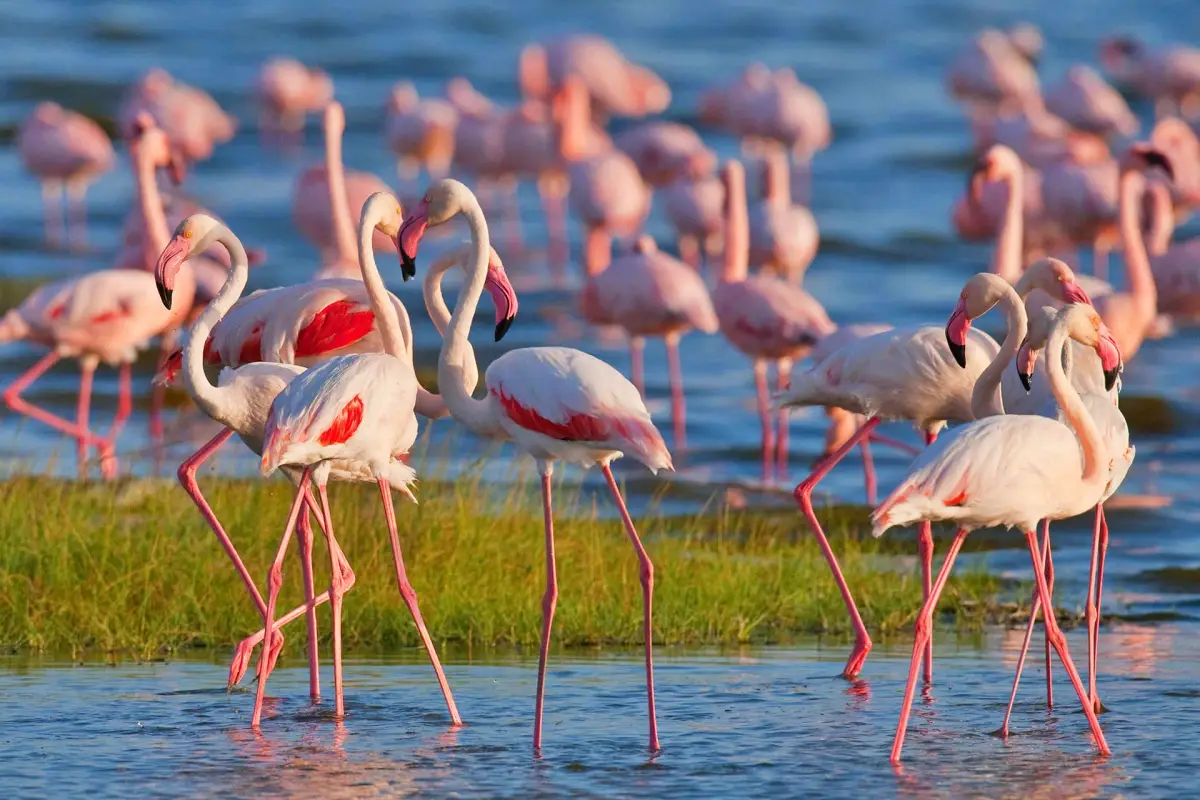 How Much Does a Kenya Safari Cost? Complete Planning Guide