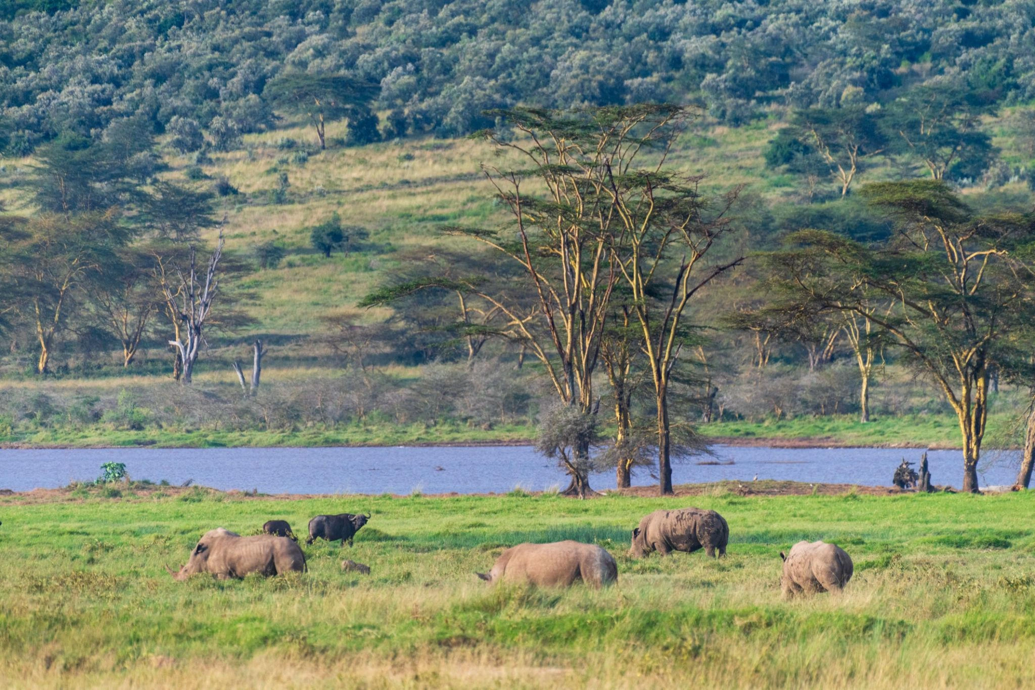 Wildlife spotting at Lake Nakuru nakuru np