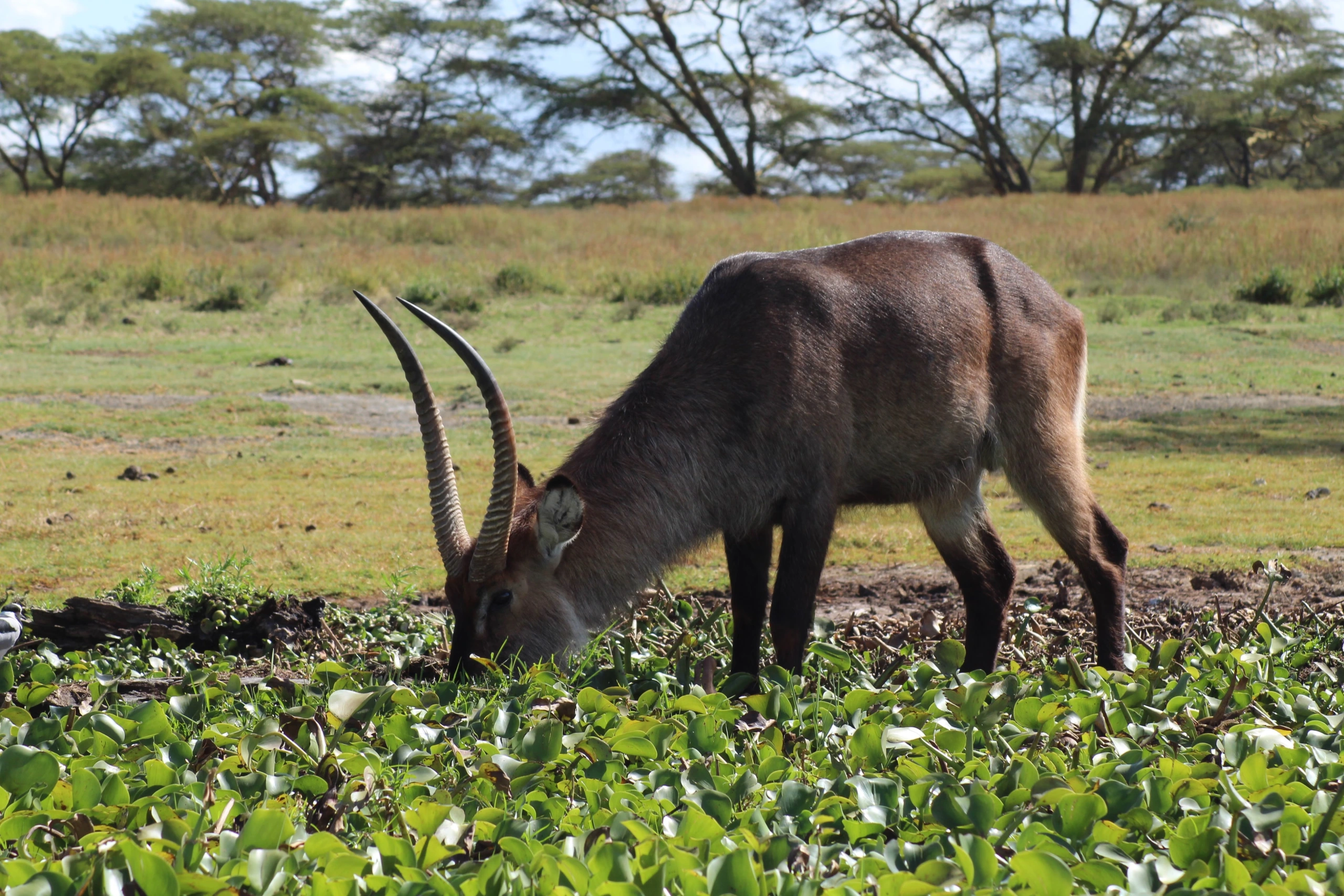 Best Time to Visit Kenya for Safari: Month-by-Month Guide cover