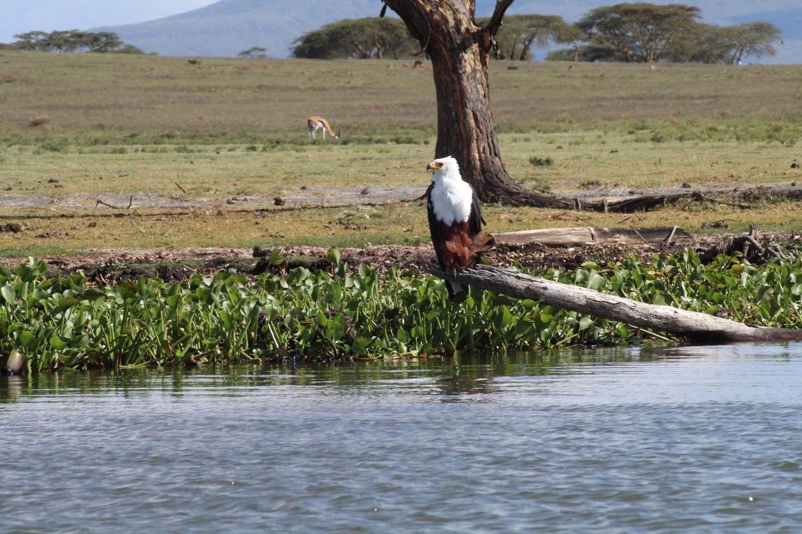 African fish eagle and Rift Valley lake scenery during a Kenya safari