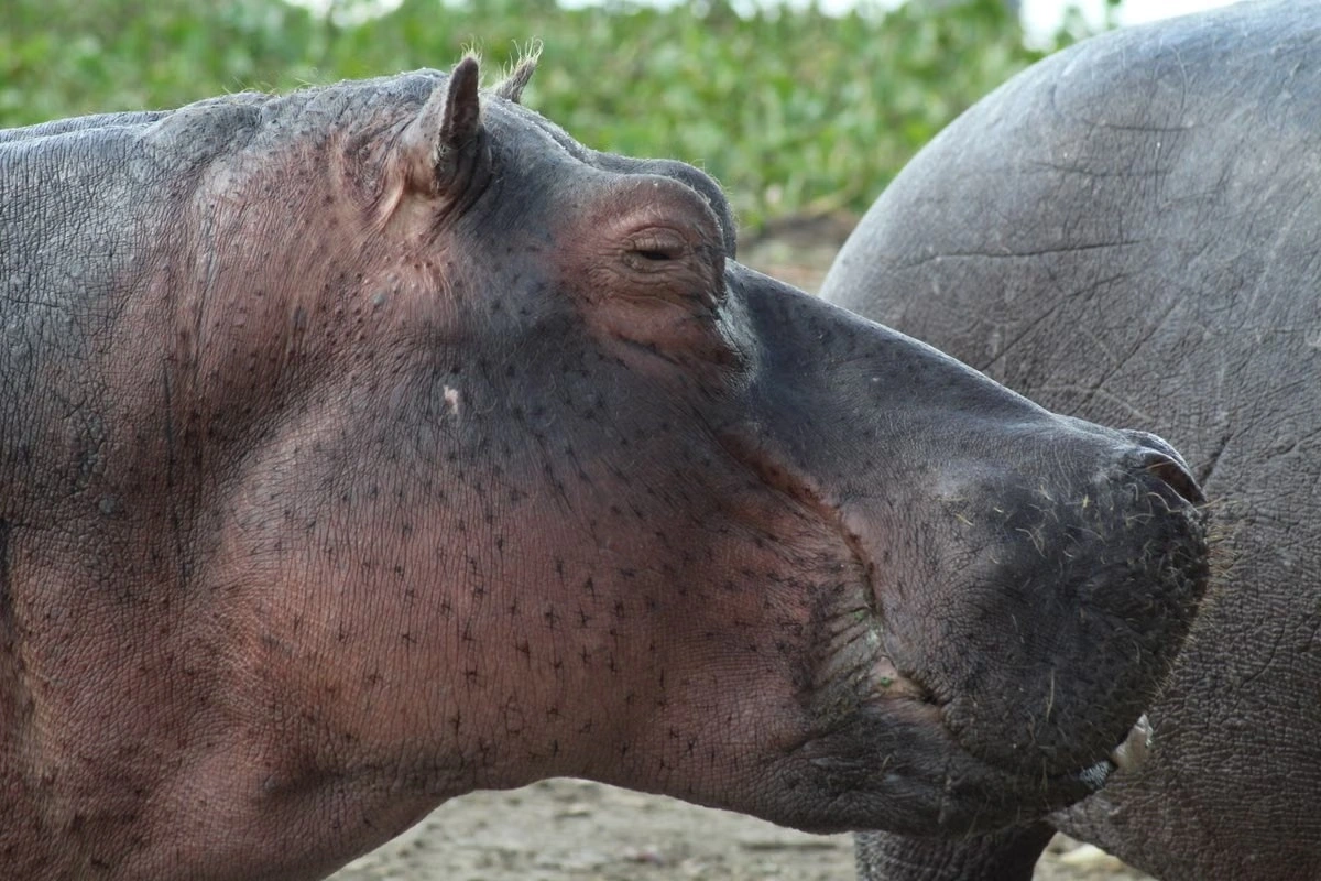 Wildlife sighting at Lake Naivasha imgi 117 free photo of close up of hippopotamus at lake naivasha