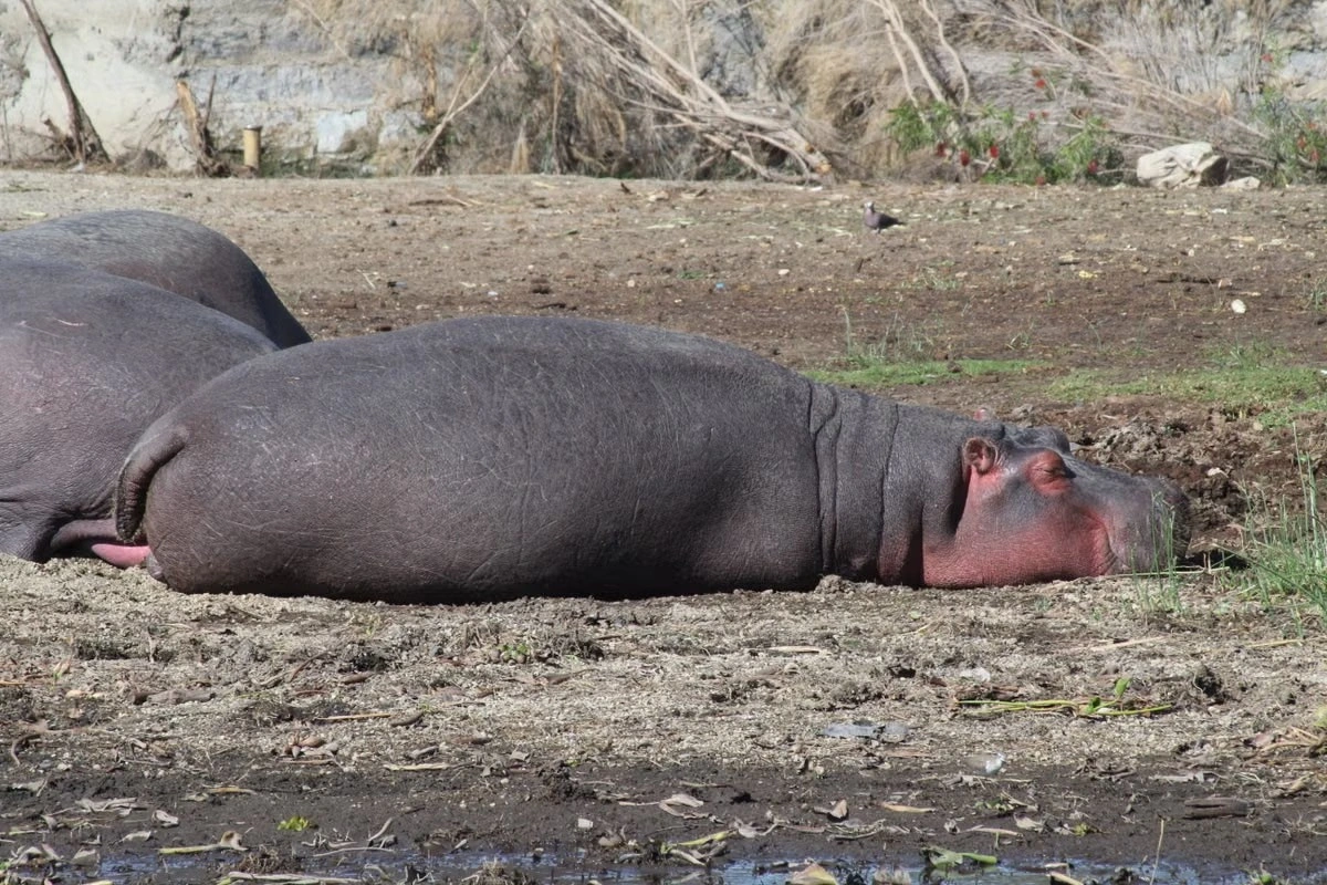 Wildlife sighting at Lake Naivasha imgi 99 free photo of hippos relaxing on shore in nakuru county