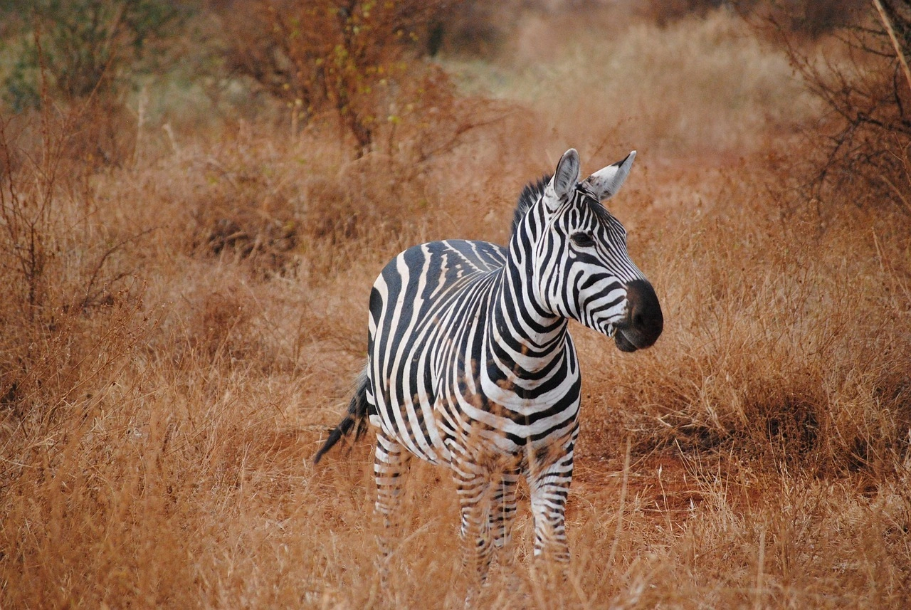 Wildlife spotting at the Tsavo West National Park imgi 188 kenya 2042765 1280