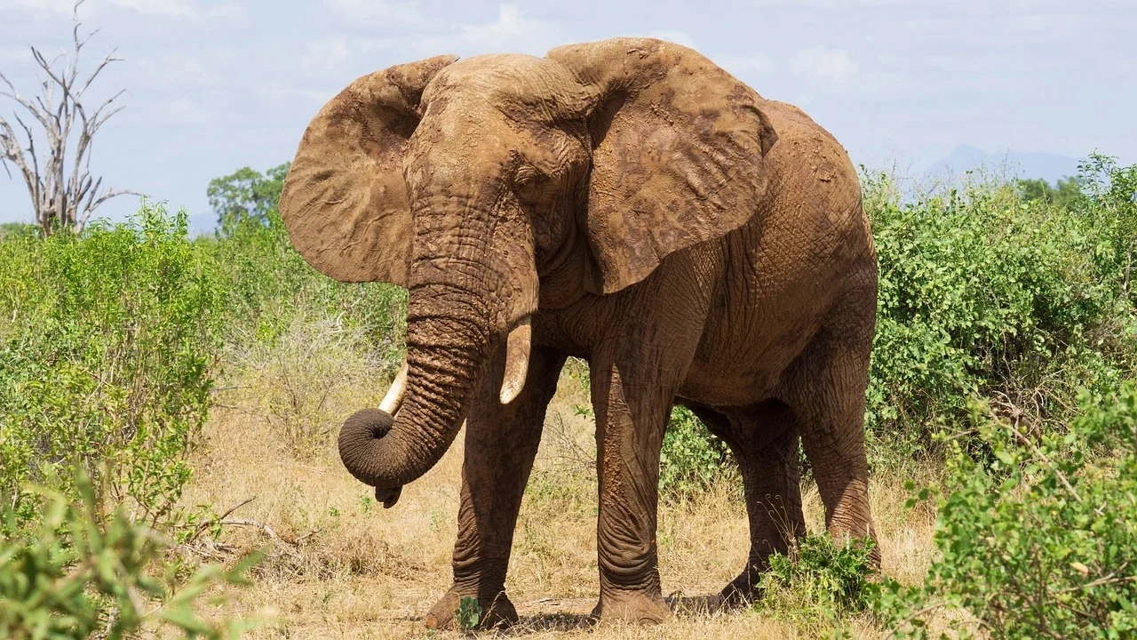 Wildlife spotting at the Tsavo West National Park imgi 149 elephant 9710184 1280