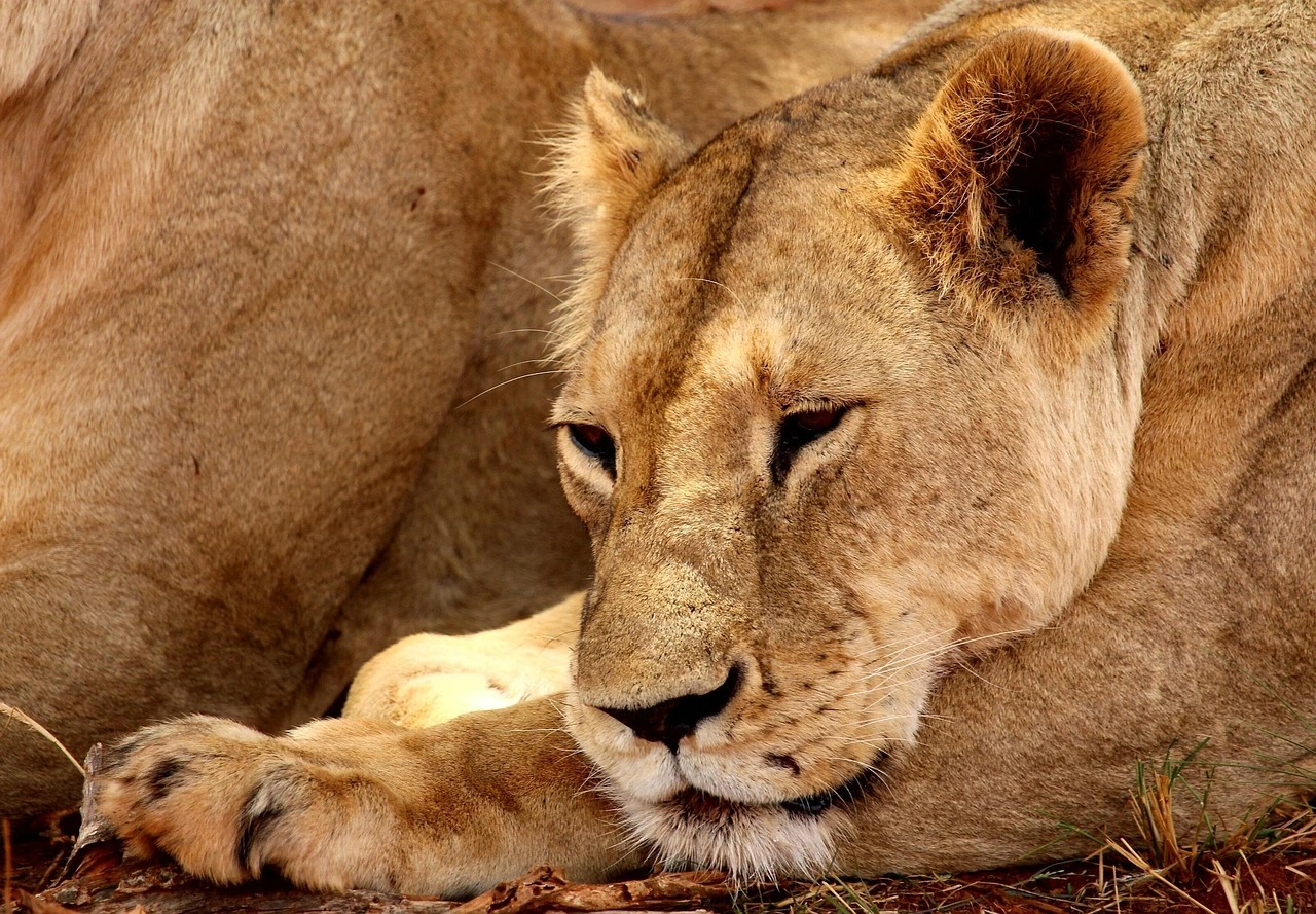 3 Day Tsavo East & Tsavo West Safari