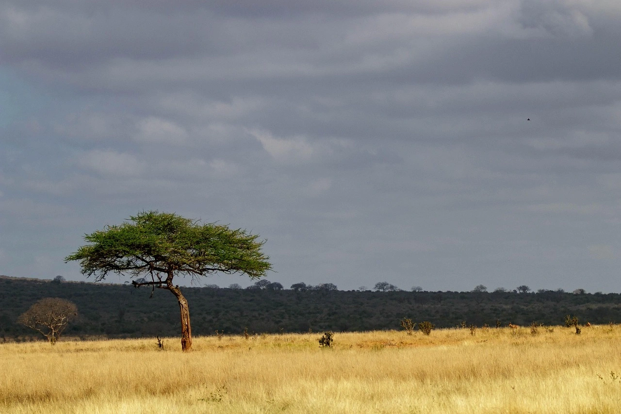 Wildlife sightings at Tsavo East National Park imgi 72 africa 4038508 1280