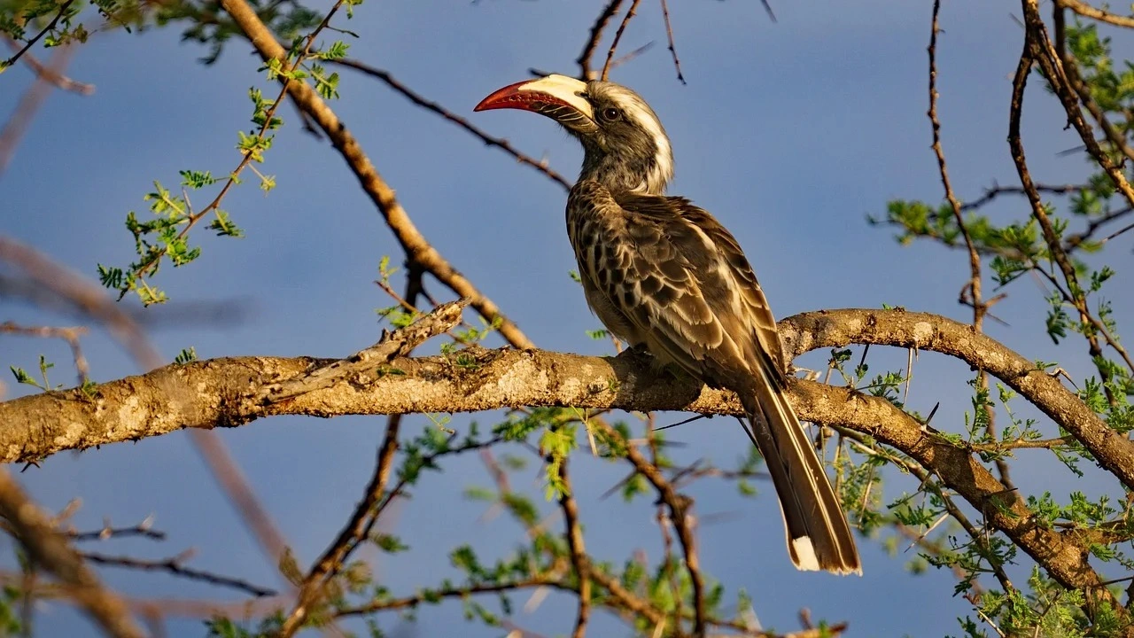 Wildlife sightings at Tsavo East National Park imgi 70 bird 9731149 1280