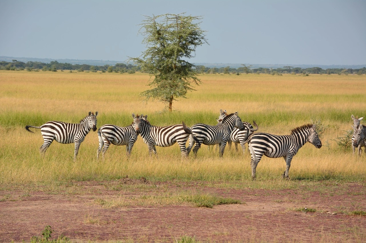 Wildlife in Samburu National Reserve on a northern Kenya safari
