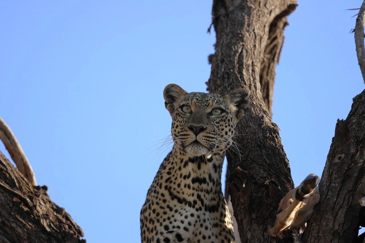 Leopard and northern Kenya wildlife habitat in Samburu