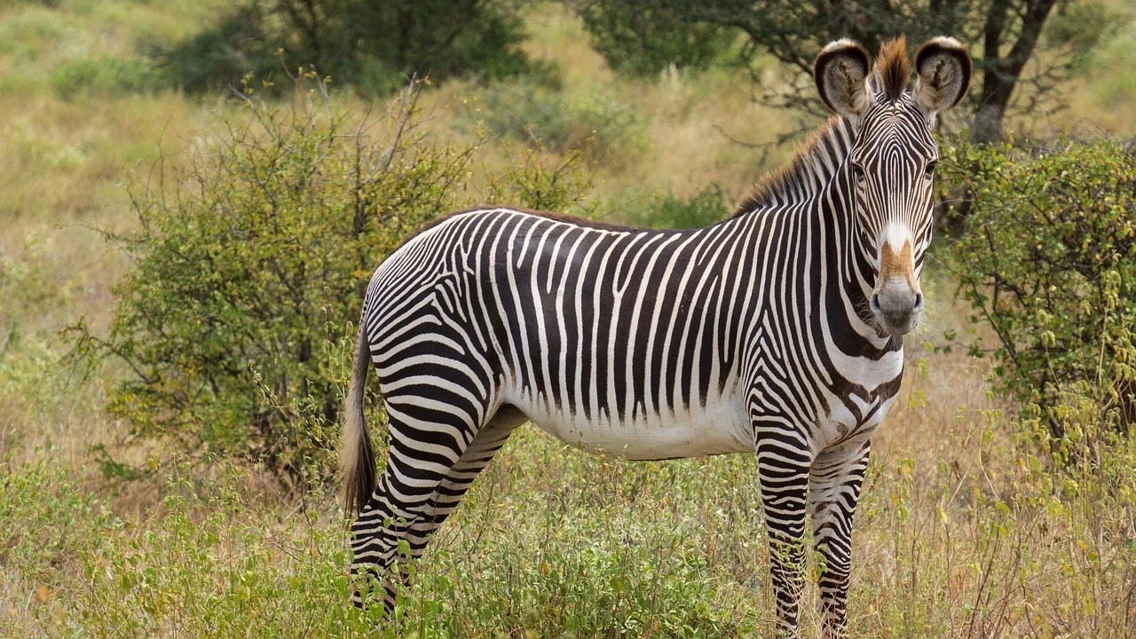 Wildlife sighting at Samburu National Reserve imgi 97 grevyzebra 9710990 1280