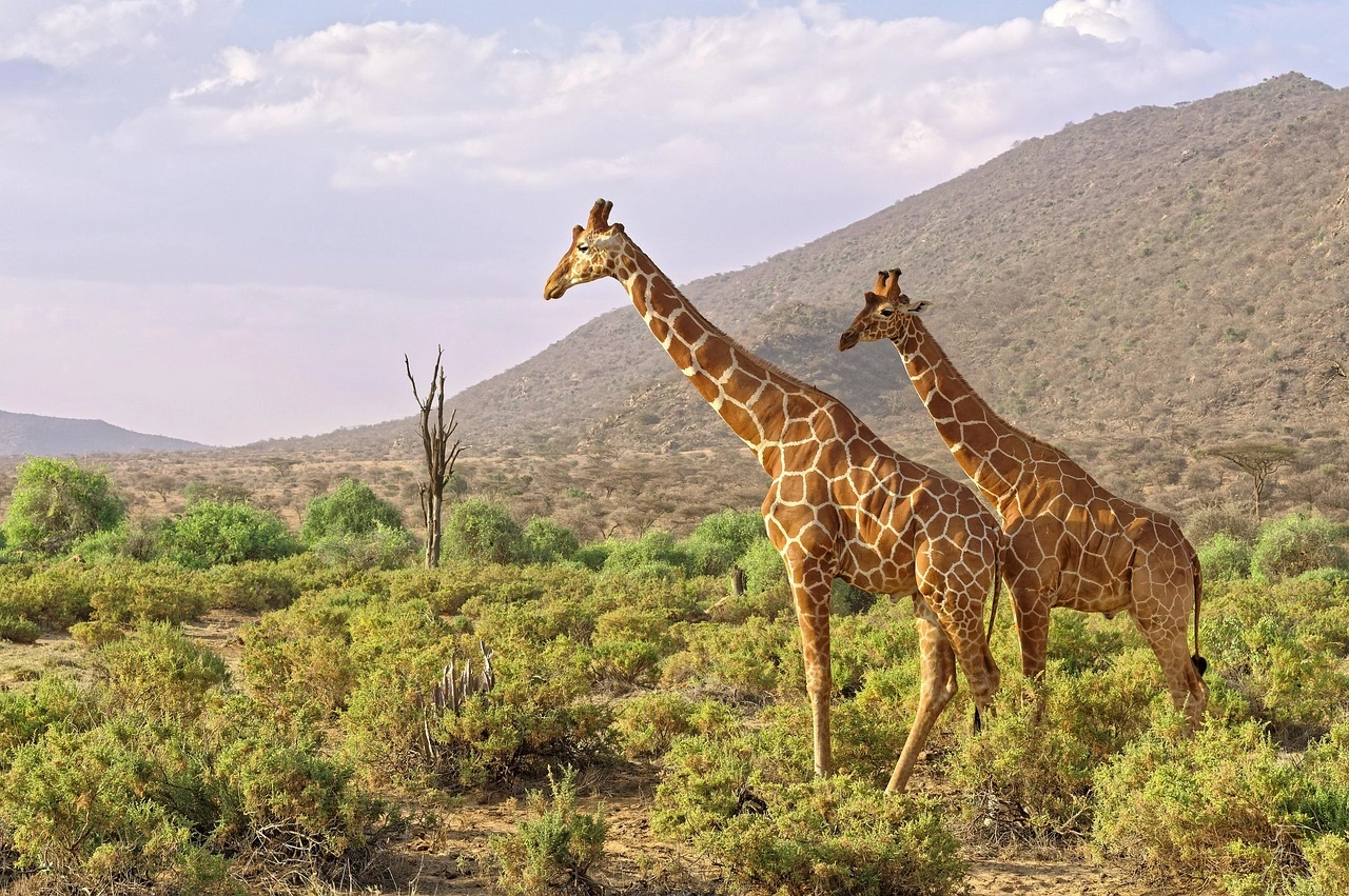 Samburu National Reserve