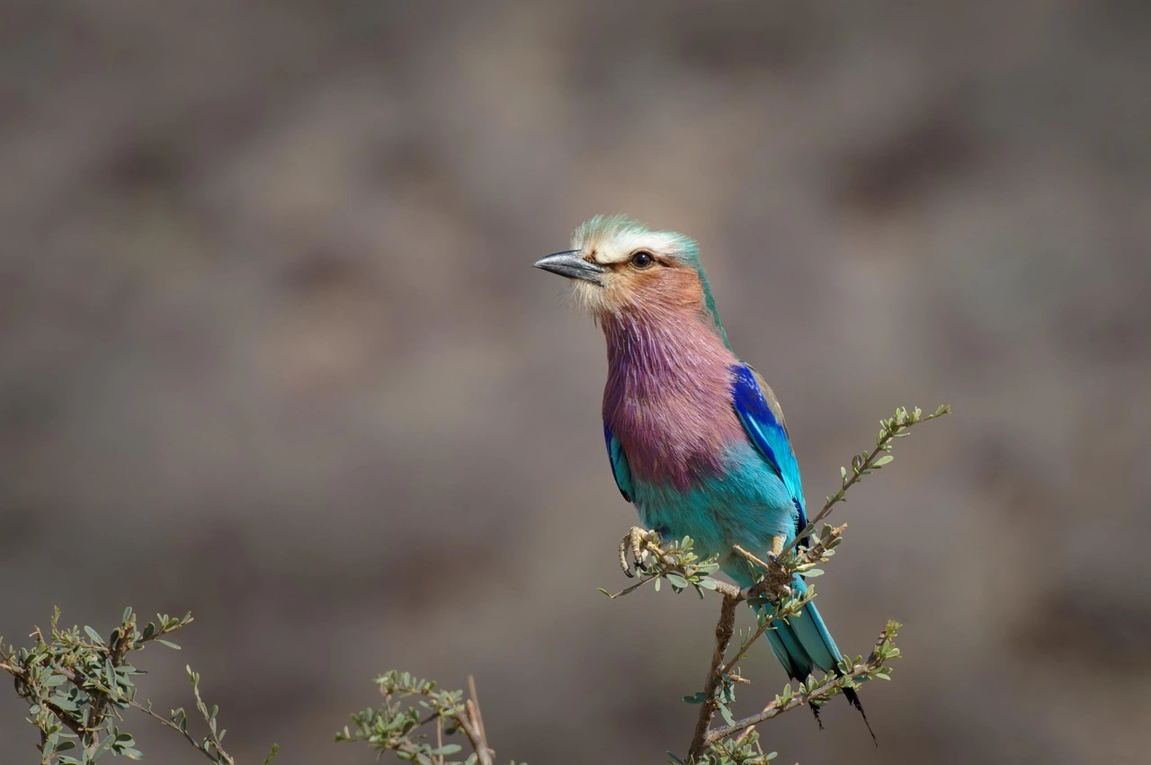 Wildlife sighting at Samburu National Reserve imgi 85 bird 7765384 1280