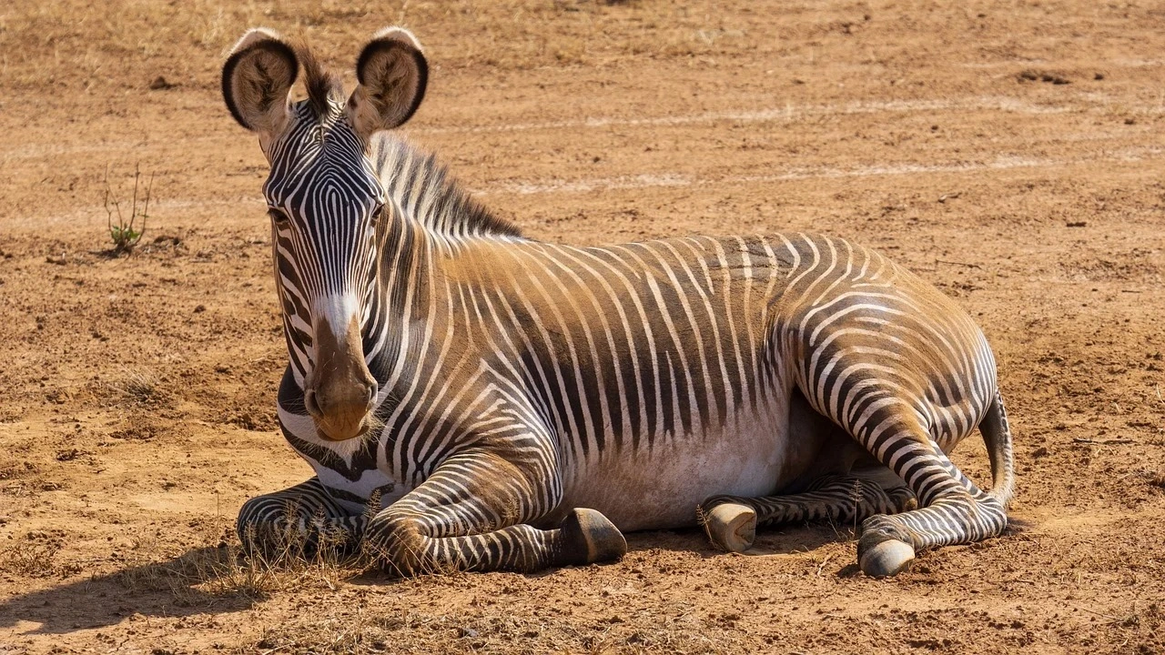 4 Day Wildlife and Culture in Samburu and Nanyuki