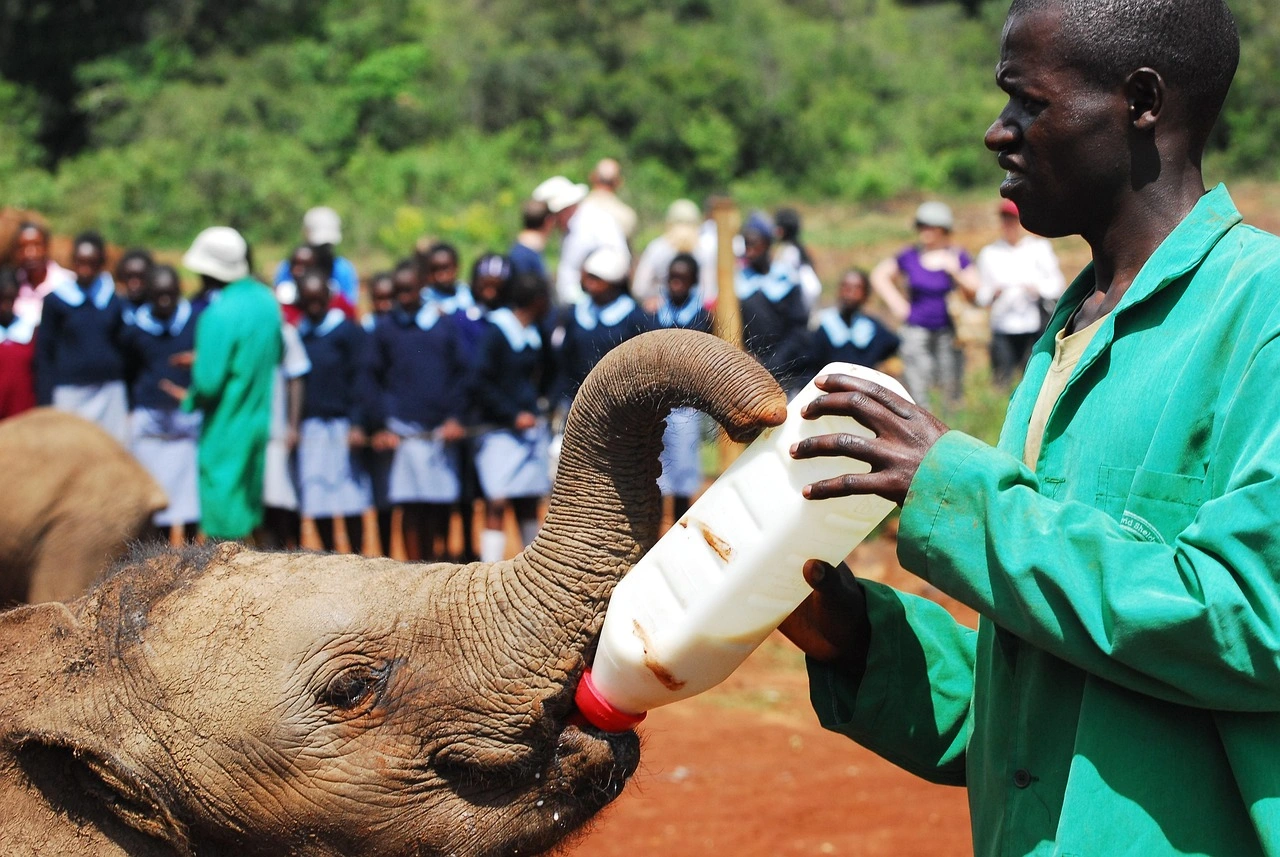 Sheldrick Wildlife Trust Nairobi Nursery