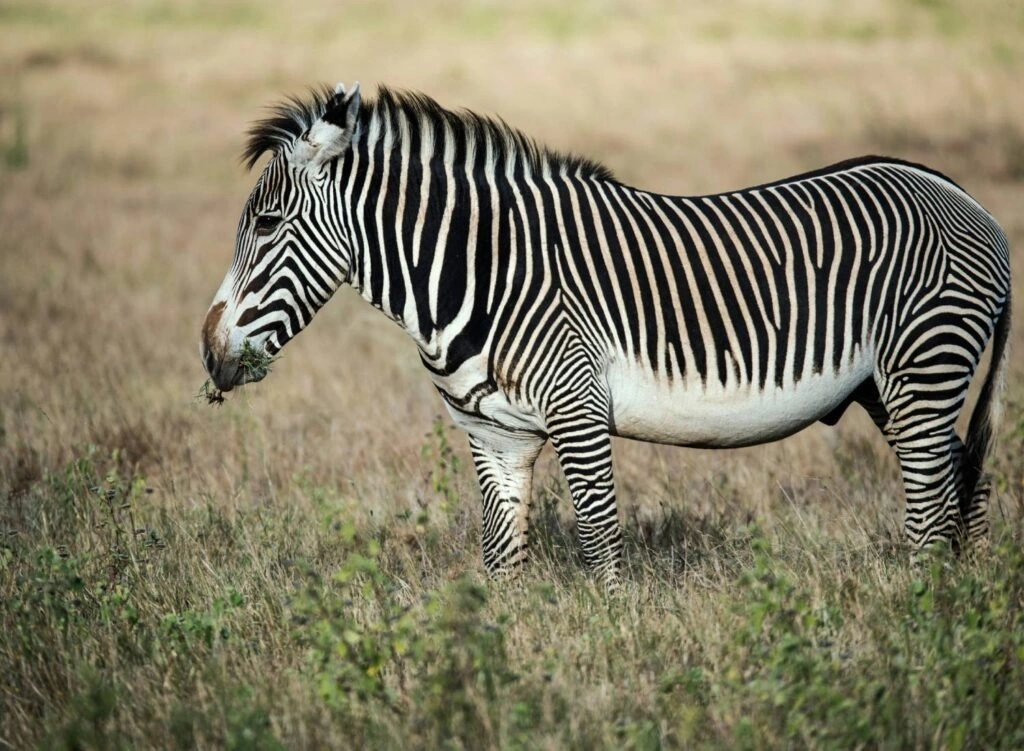 Lewa Wildlife Conservancy