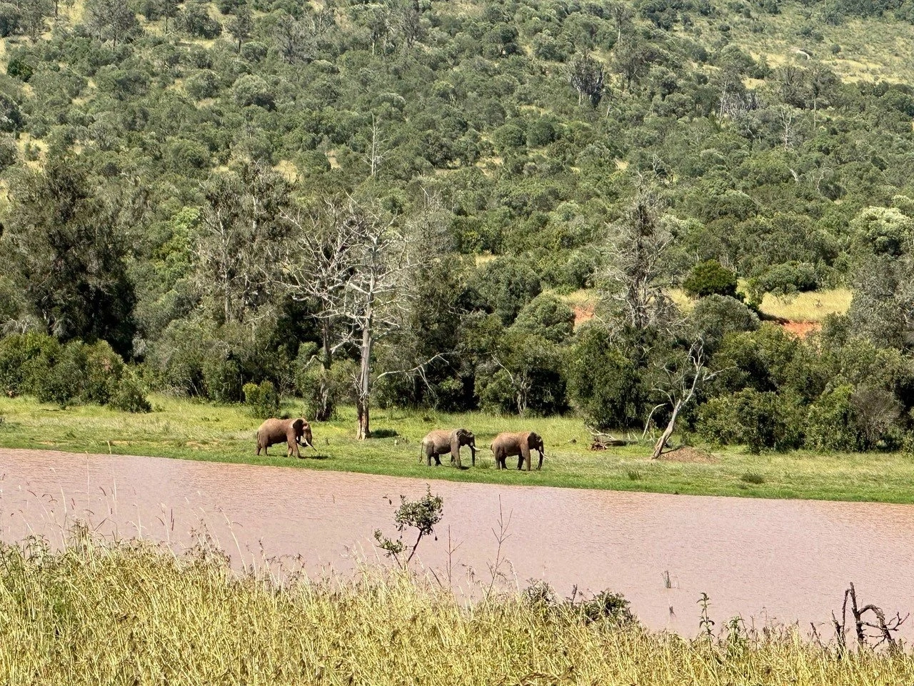 Wildlife spotting at lolldaiga conservancy imgi 126 Lolldaiga 11+(1)