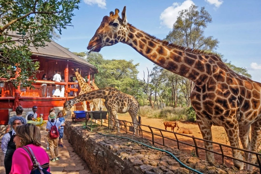 Nairobi National Park and Giraffe Centre Safari
