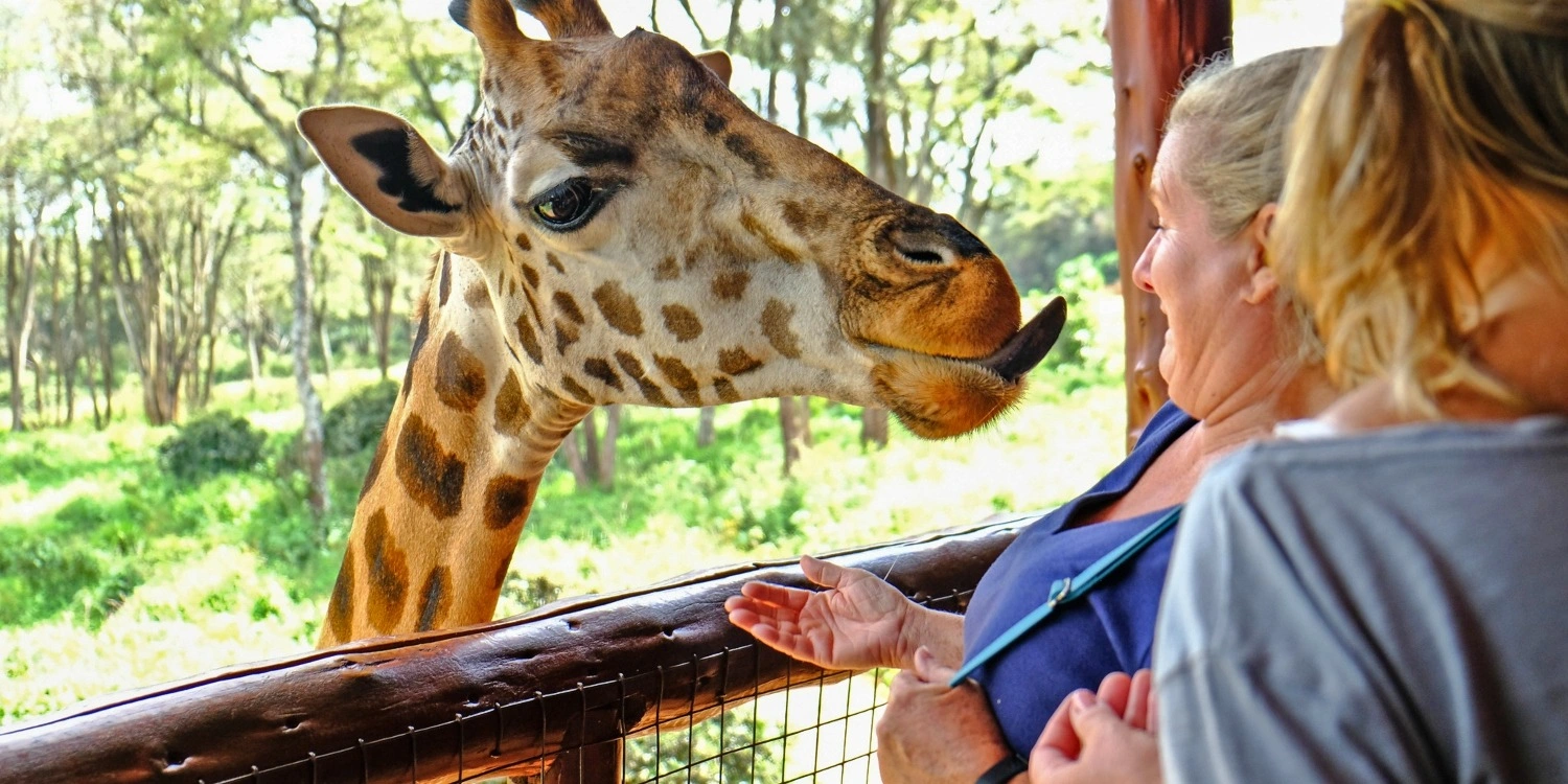 Giraffe feeding at the giraffe center The ggiraffe center experience