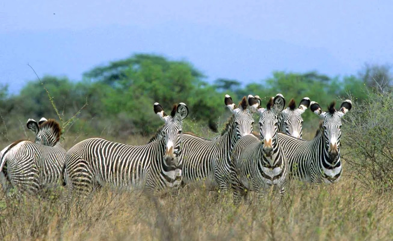 4 Day Meru National Park Safari