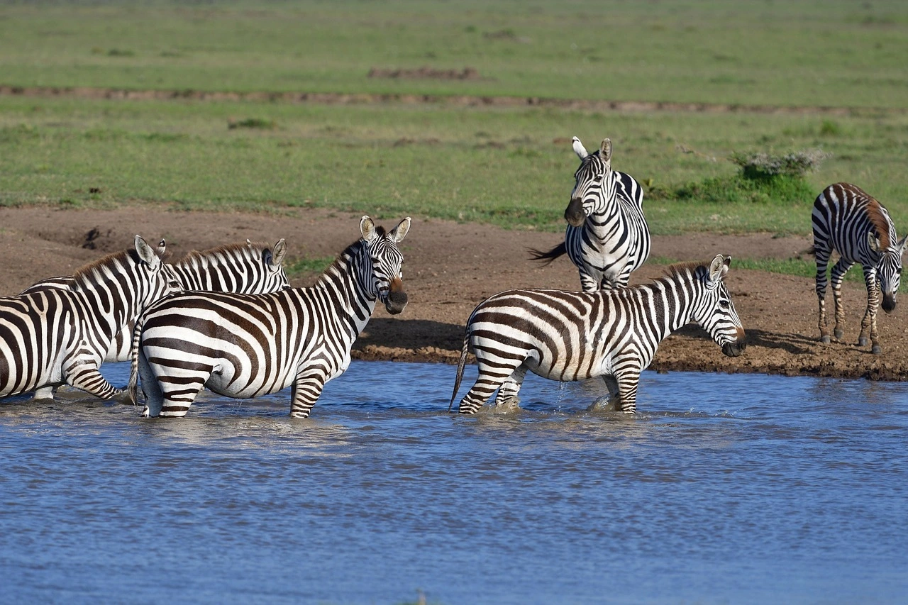Wildlife Spotting at the Masai mara National Reserve imgi 142 common zebra 7261194 1280