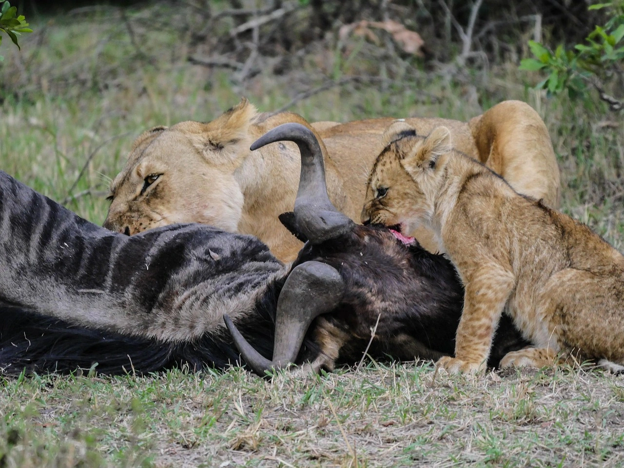 Wildlife Spotting at the Masai mara National Reserve imgi 134 lion 2705244 1280