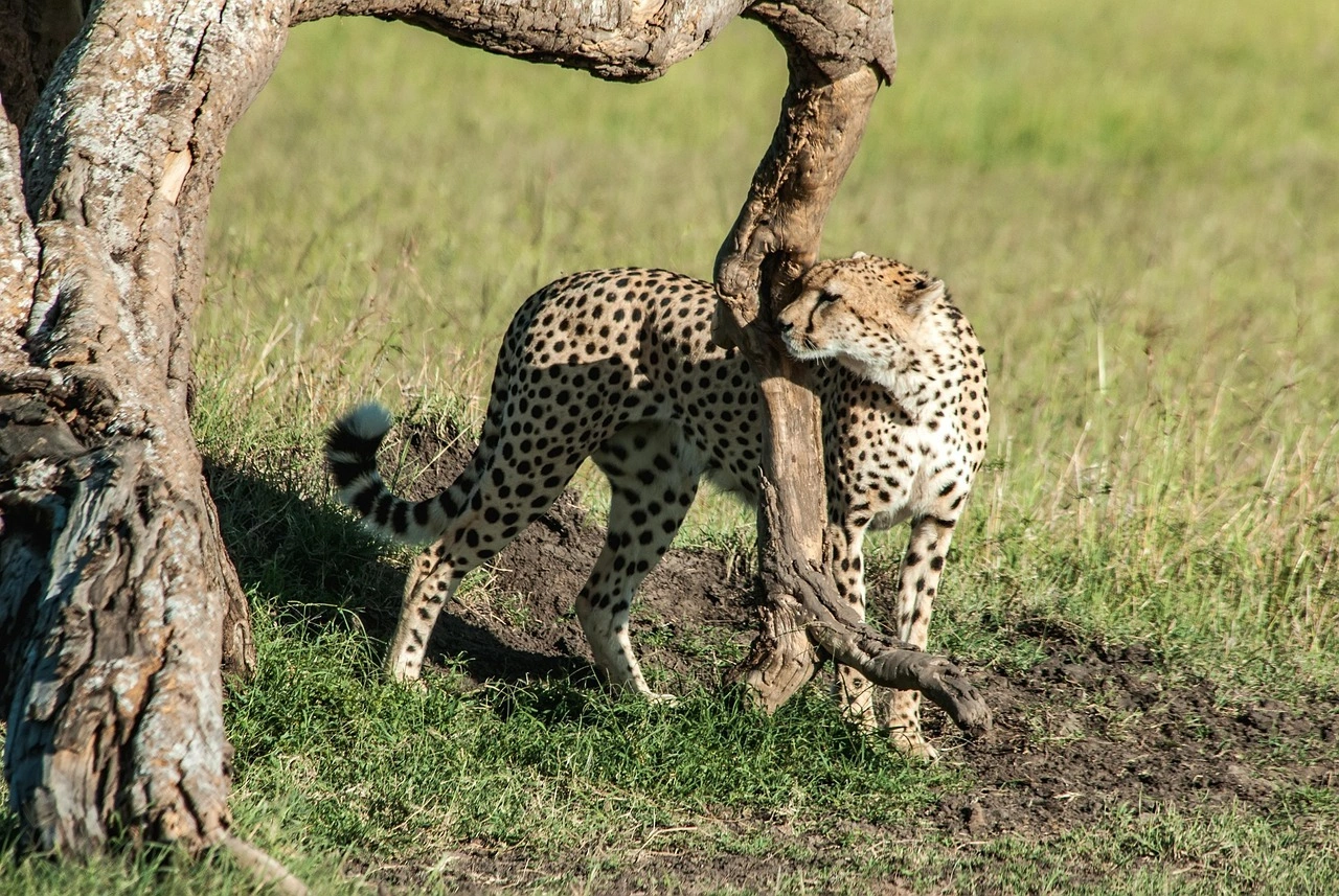 Wildlife Spotting at the Masai mara National Reserve imgi 128 cheetah 7609351 1280