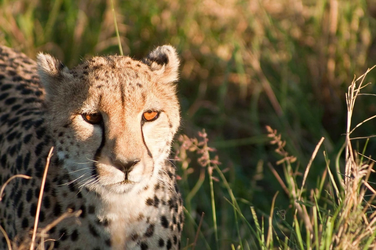 Wildlife Spotting at the Masai mara National Reserve imgi 121 cheetah 1083274 1280