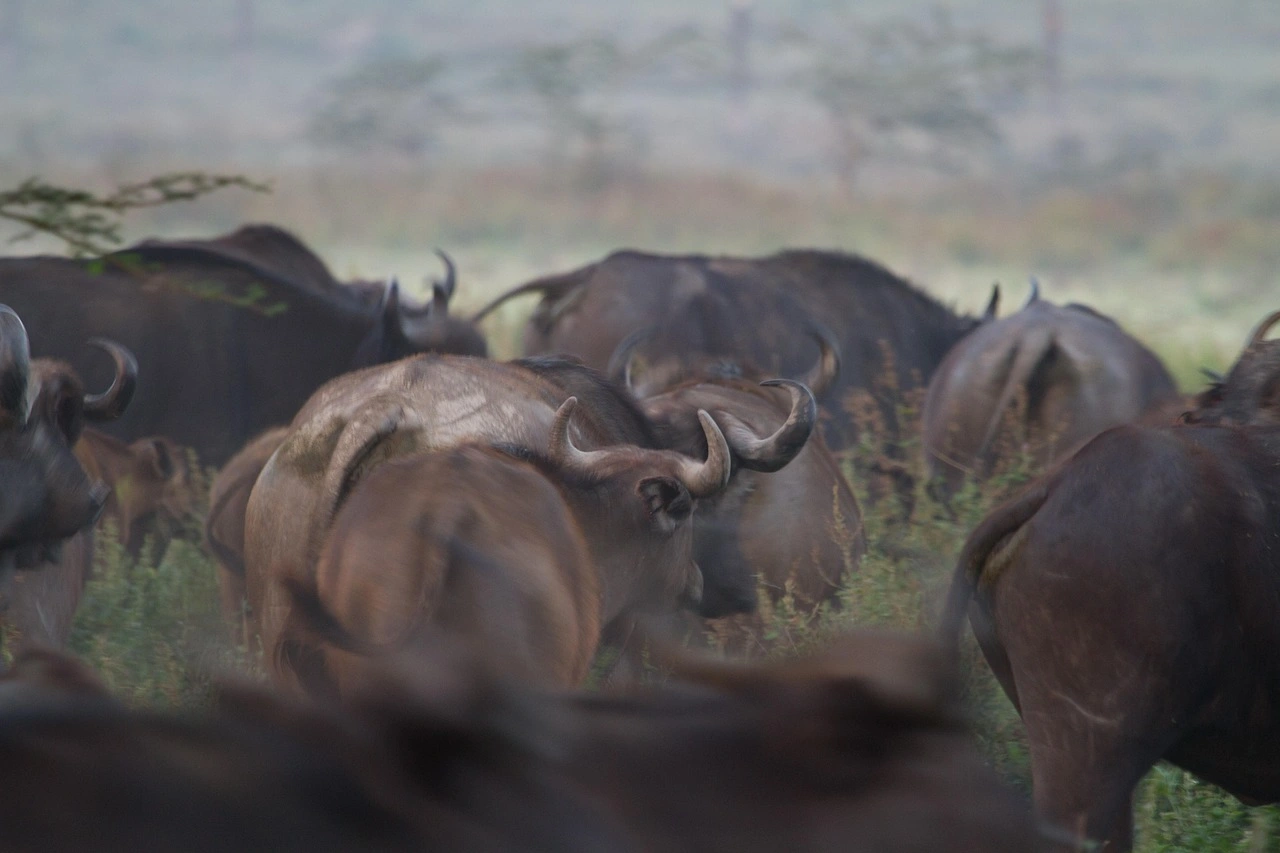 Wildlife spotting at Lake Nakuru National Park imgi 77 water buffalo 279976 1280