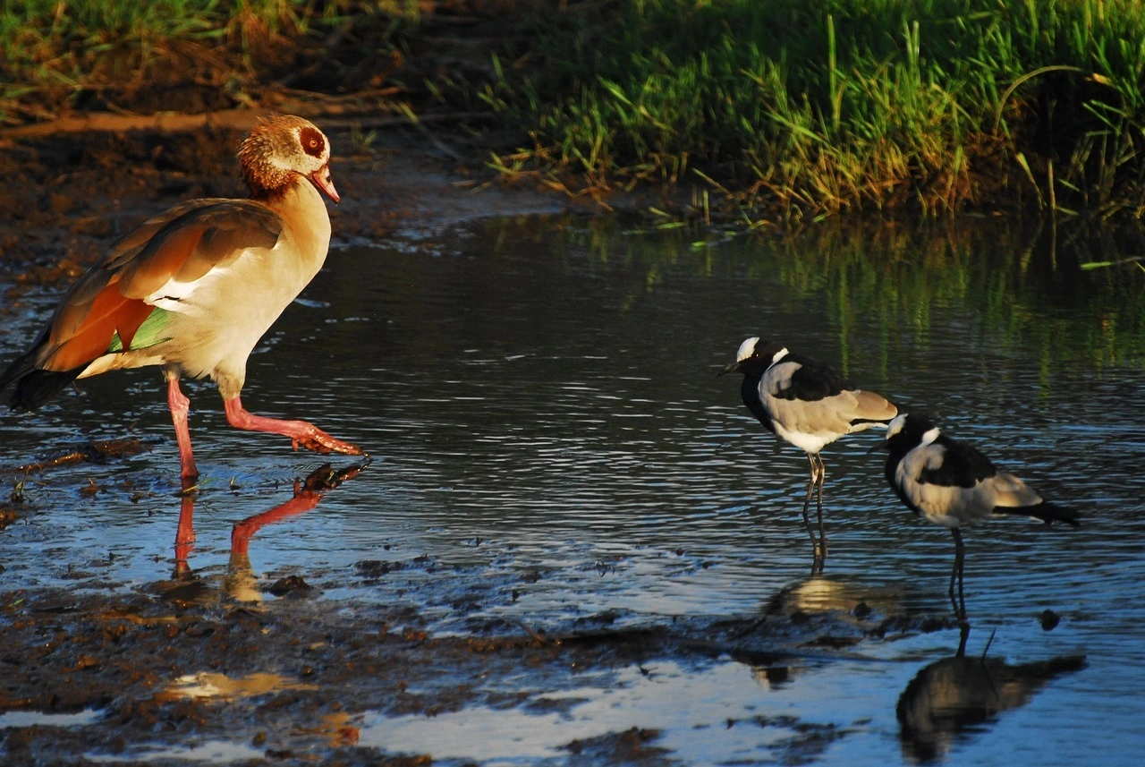 Wildlife sighting at Nairobi National Park imgi 98 egyptian goose 4431536 1280