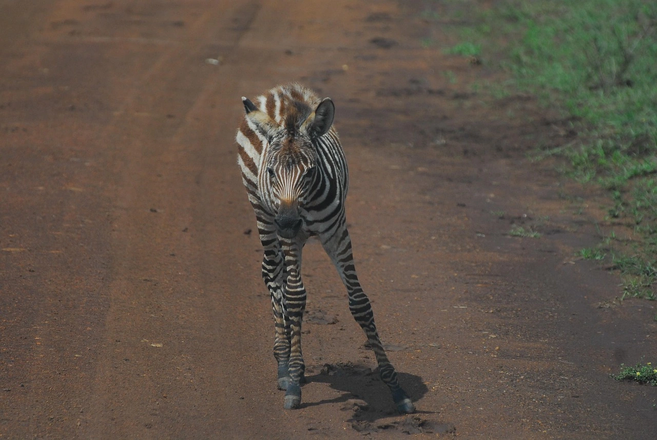 Wildlife sighting at Nairobi National Park imgi 96 zebra 4717555 1280