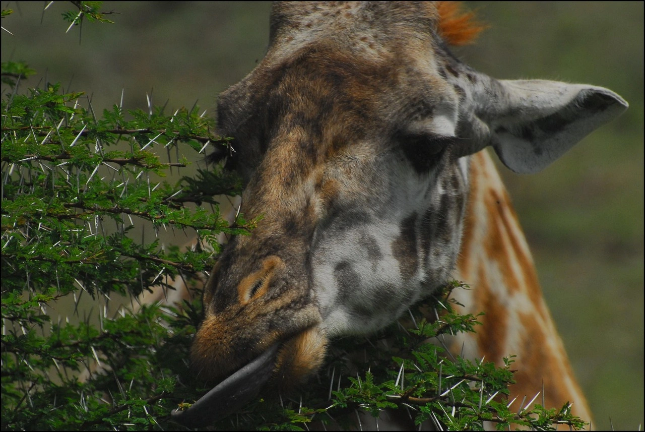Wildlife sighting at Nairobi National Park imgi 95 giraffe 4721670 1280
