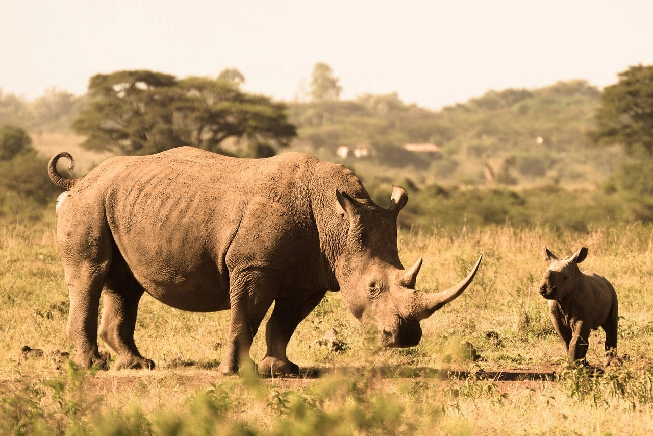 Half Day Nairobi National Park Safari featured image