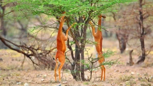 samburu national reserve