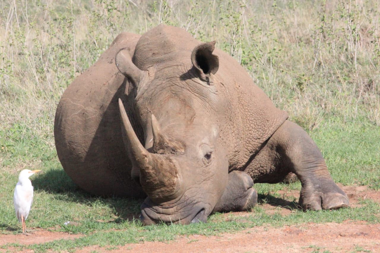 Nairobi National Park 5-hour Guided Game Drive Free Pick up