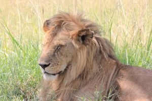Masai Mara Safari Packages
