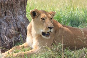 Nairobi National Park Half Day Tour 